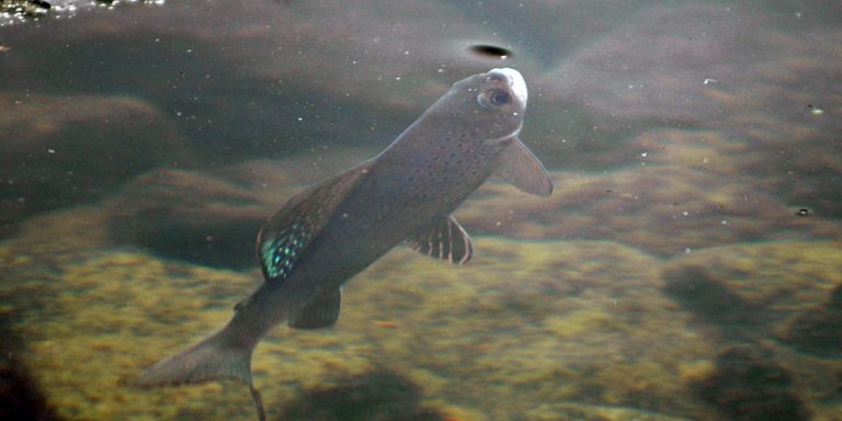 Wildlife Agency Tosses Activist Bid to Block Montana Waterways over Fish Species