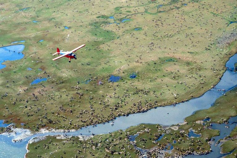 US Approves Oil, Gas Leasing Plan for Alaska Wildlife Refuge
