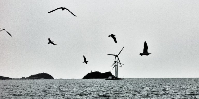 Environmentalists Battle Clean Energy Groups Over Killing Birds, Habitats