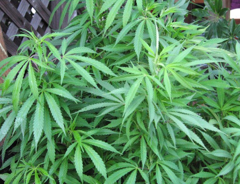 Brother of Maine’s Democrat Gov. Linked to Chinese Pot-Farm Operation