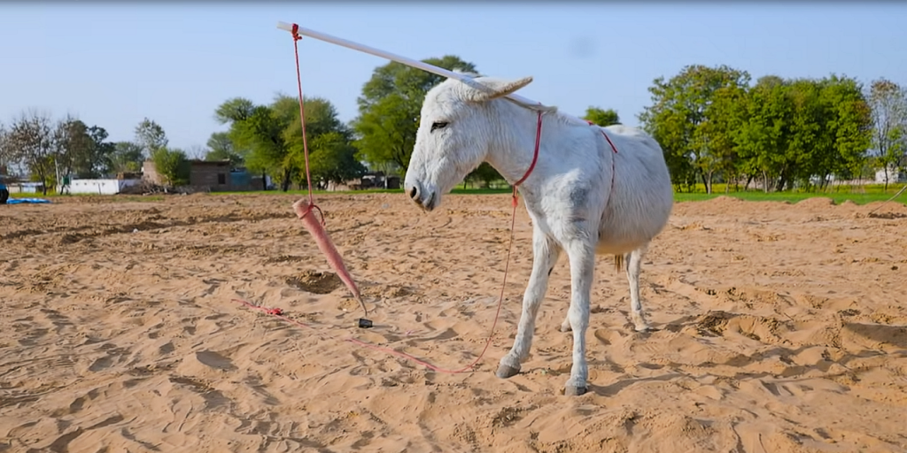 A donkey with a carrot 