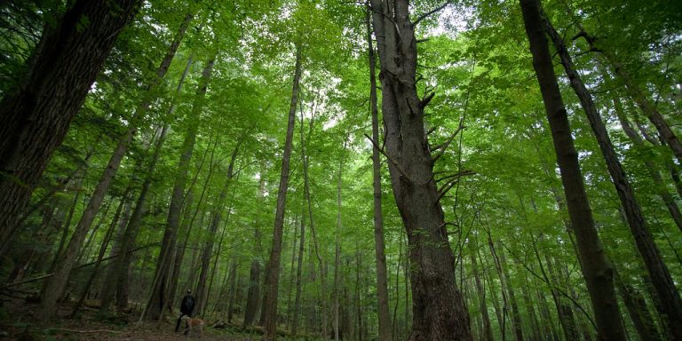 Father and Son Arrested after Kidnapping 2 Forest Service Workers