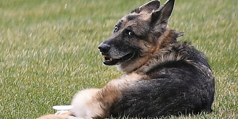 ‘Horrific Scene’: At Least 117 Dead Dogs Found at California Shelter