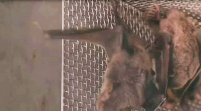 Bats at the Wuhan Institute of Virology