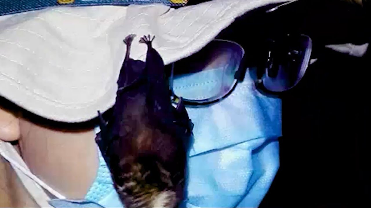 Video Proves Wuhan Lab Housed Bats, Maintained Nonexistent Health ...