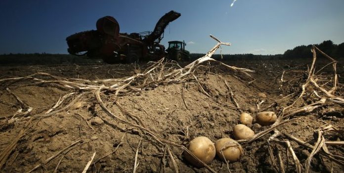 Potatoes await harvesting