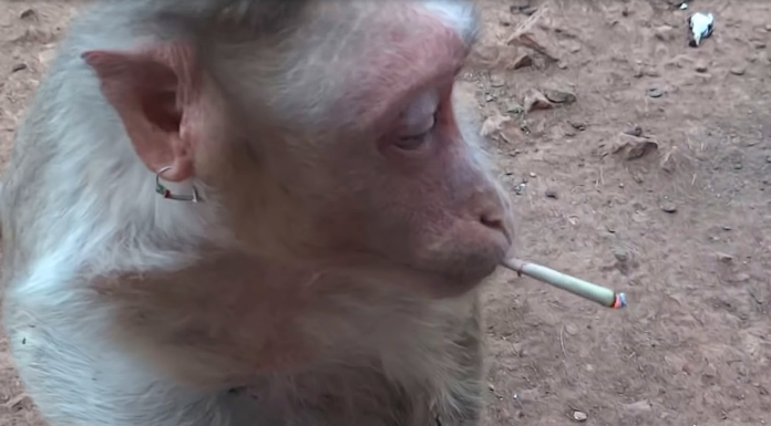 Monkey smoking marijuana