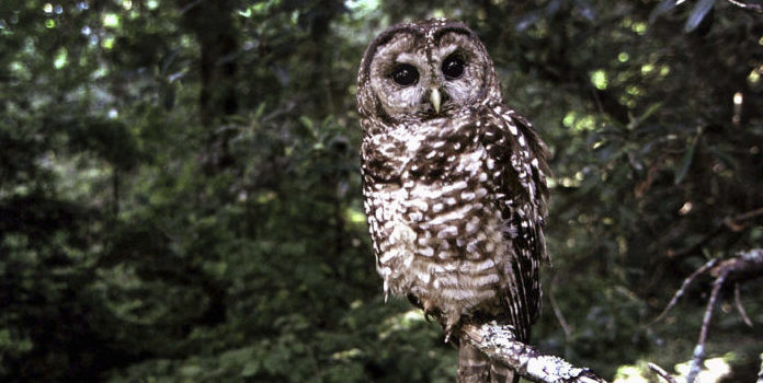 Northern Spotted owl