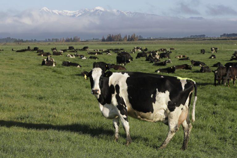 Ranchers Decry Beef Imports from Argentina, Expert Says Good Start