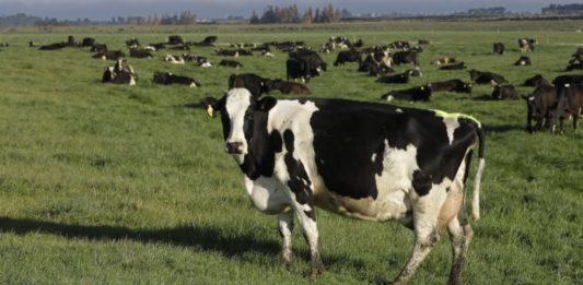 Dairy cows