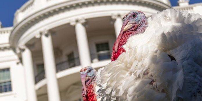 White House turkeys