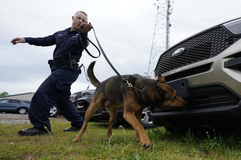 K9 Hero Shot After Catching Cop Killer, Rushed to Helicopter in Viral Video