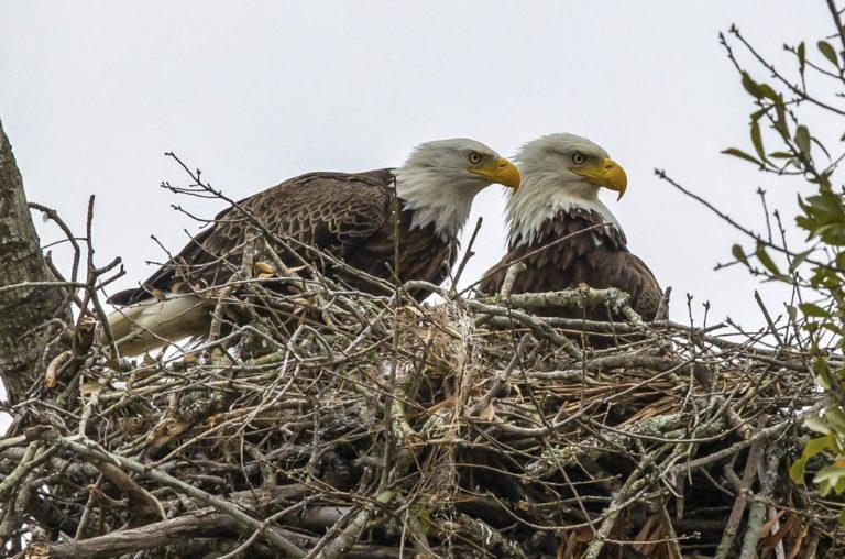 Biden’s America: Bald Eagle ‘Too Fat to Fly’ after Roadkill Binge