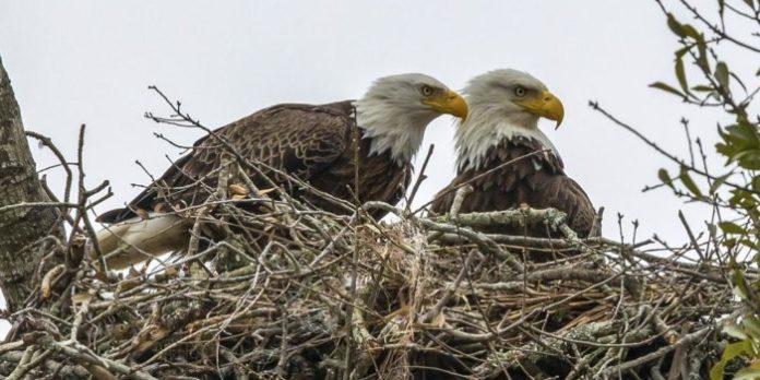 Biden's America: Bald Eagle 'Too Fat to Fly' after Roadkill Binge ...