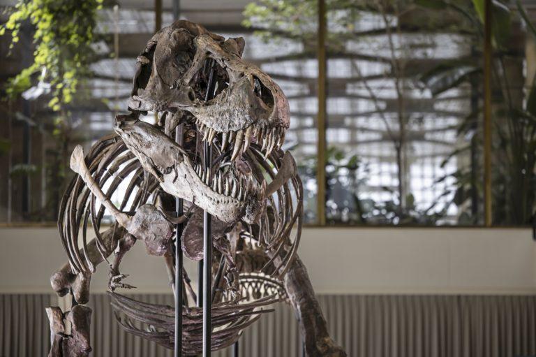 Scientists Push to Rename ‘Problematic’ Dinosaurs Due to Racism, Sexism