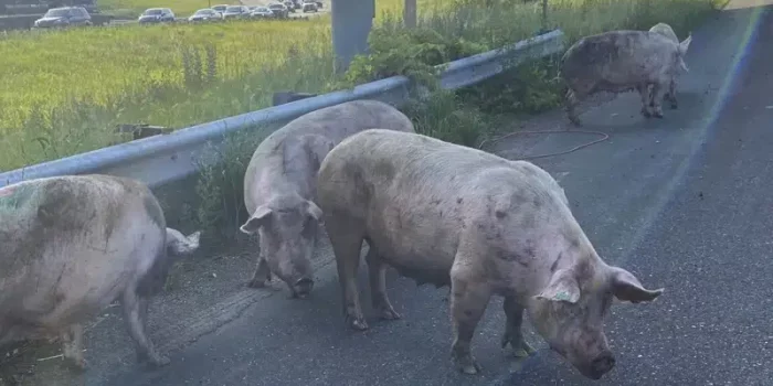 pigs Minnesota