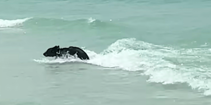 black bear on beach