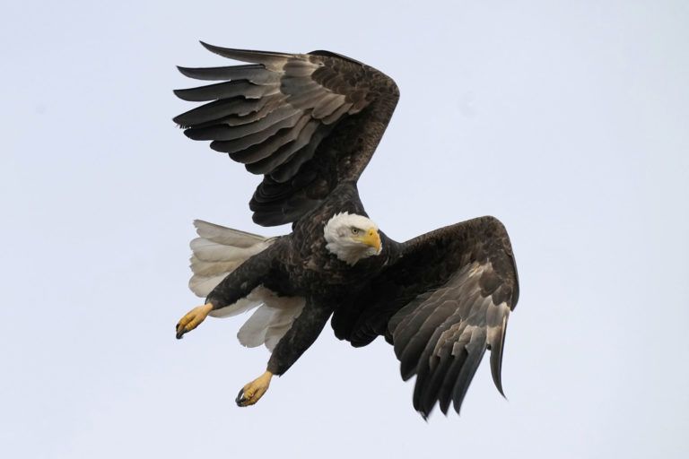 Men Charged w/ Illegally Poaching 3,600 Birds, Including Bald Eagles