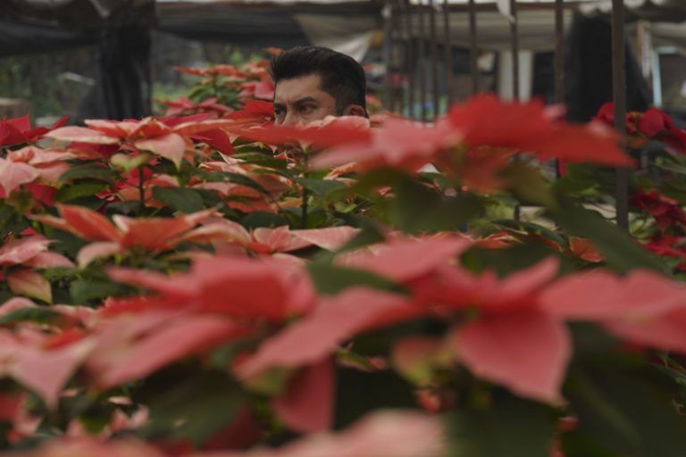 Wokesters Push to Cancel Poinsettia Namesake, Rename It ‘Cuetaxochitl’