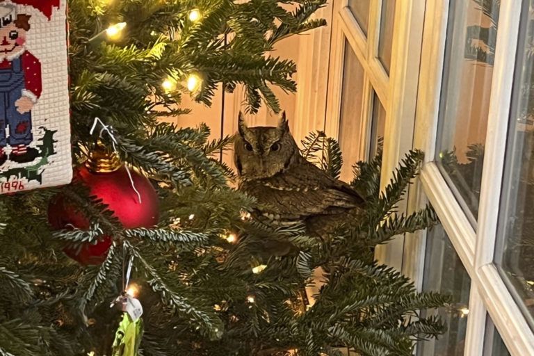 Kentucky Family Finds an Owl in Their Christmas Tree