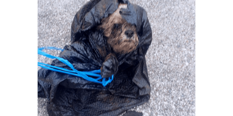 Neighbor Throws Away Perfectly Good Dog after Owner’s Death
