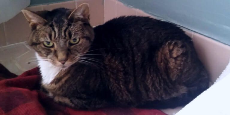 Study: Kids w/ Cats Face Greater Risk of Schizophrenia