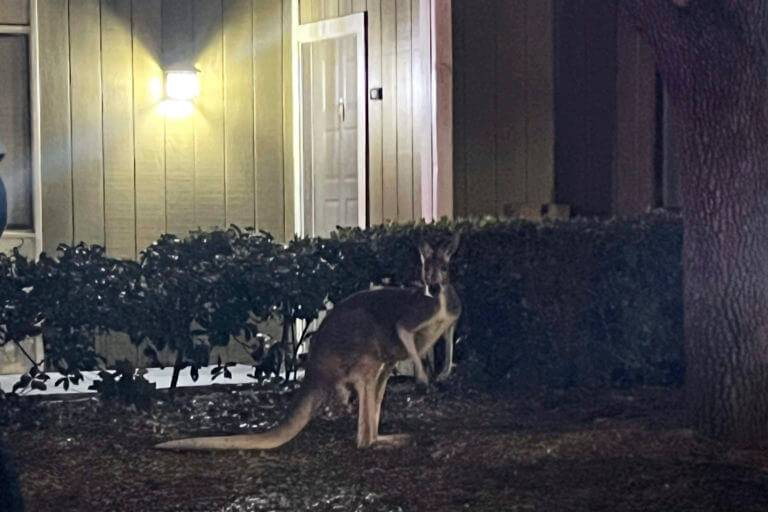 WATCH: Police Catch Wayward Kangaroo Hanging Out at Fla. Swimming Pool