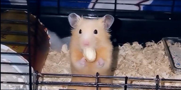 Israeli Scientists Grow Tiny Testicles in Lab