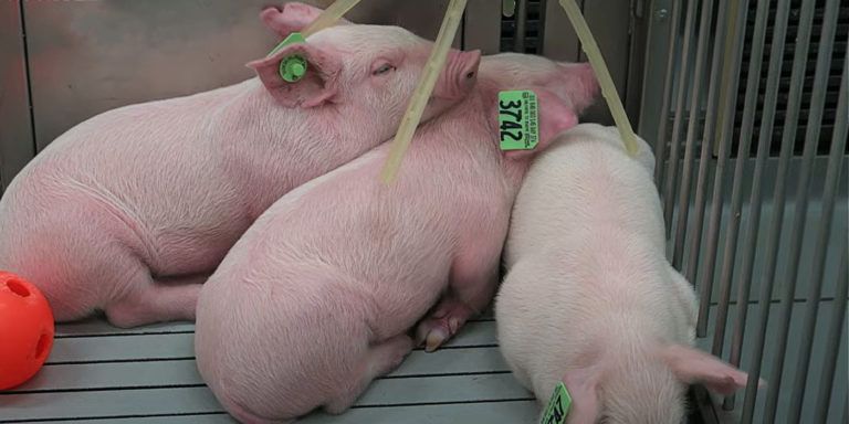 Wuhan-Linked Rocky Mt. Lab Accused of Experimenting on Animals w/ Deadly Viruses