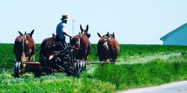 ‘Food Freedom’ Supporters Rally Behind Amish Farmer Raided by Agriculture Dept.