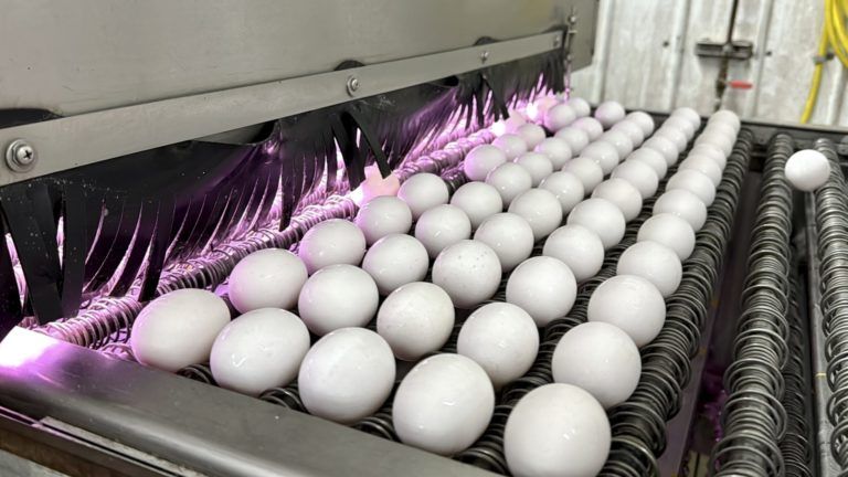 The Real Border Battle: Customs Seizes More Eggs Than Hard Drugs
