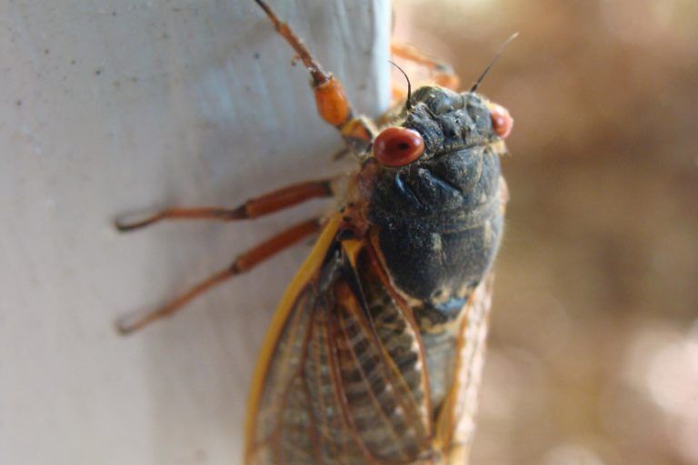 Largest Plague of ‘Locusts’ in Centuries to Overlap w/ Rare Eclipse, Biblical Events