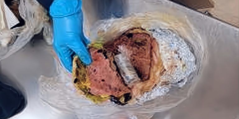 Border Agency Discovers Enough Fentanyl to Kill 75K People Hidden in Hamburgers
