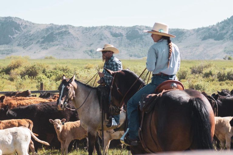 Colorado Rancher Dies, Along w/ 34 Head of Cattle, in Lightning Strike