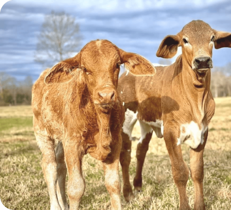 Startup Raises $26M for Vaccine to Reduce Cow Farts (and Burps)