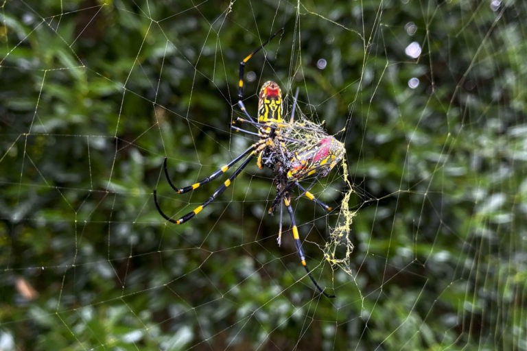 Giant, Venomous, Flying Spiders Soon to Become a Mainstay on Eastern U.S. Coast