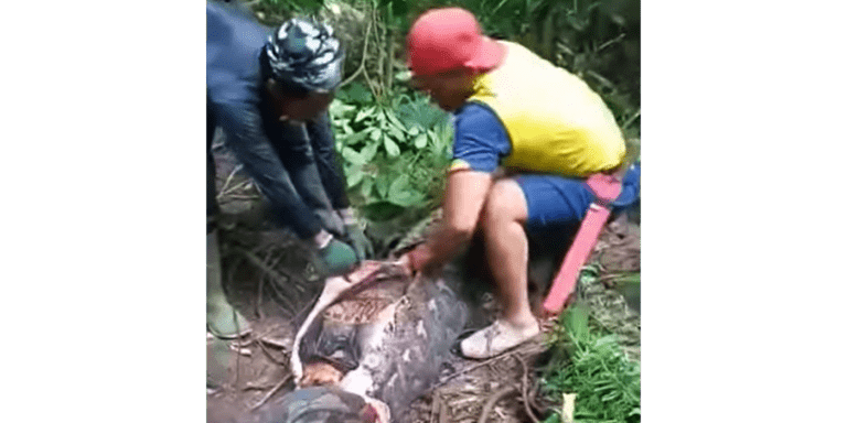 Mother of Four Swallowed Whole by 20-Foot Python