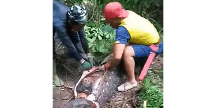 Indonesian woman swallowed by python