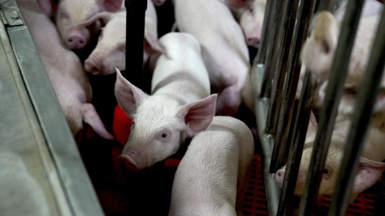 Big Pharma Genetically Modifying Pigs for Organ Harvesting