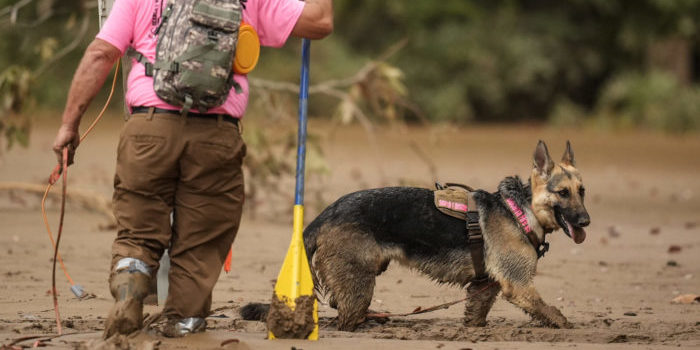 Cadaver Dog