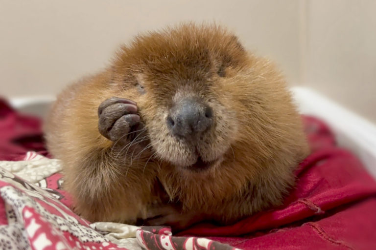 Judge to Settle 2-Yr.-Old Custody Battle over Massachusetts Beaver