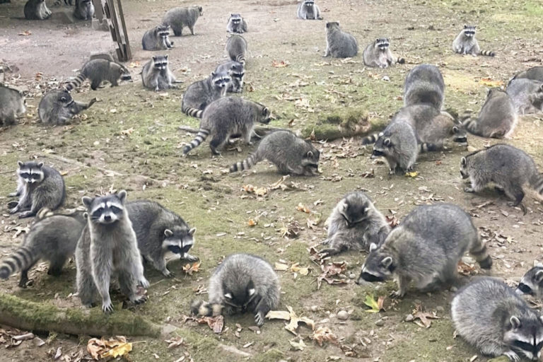 Trash-Panda Pandemic: Washington State ‘Karen’ Calls Cops on Swarm of Coons