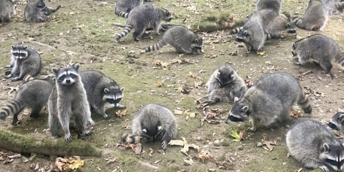 Raccoon Invasion