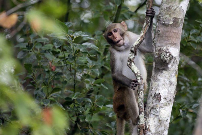 Last Monkey On the Loose after Mississippi Highway Crash is Captured After Being Spotted By Resident