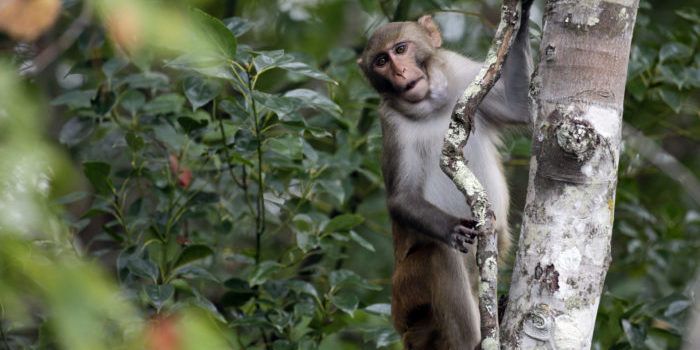 Rhesus macaques monkey