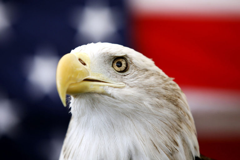 Biden Signs a Bill Officially Making the Bald Eagle the National Bird of the U.S.