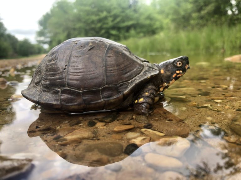 Oregon Health Official Identifies as a Turtle—Really