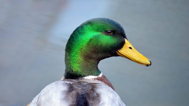 Want Gold? Get a Duck!